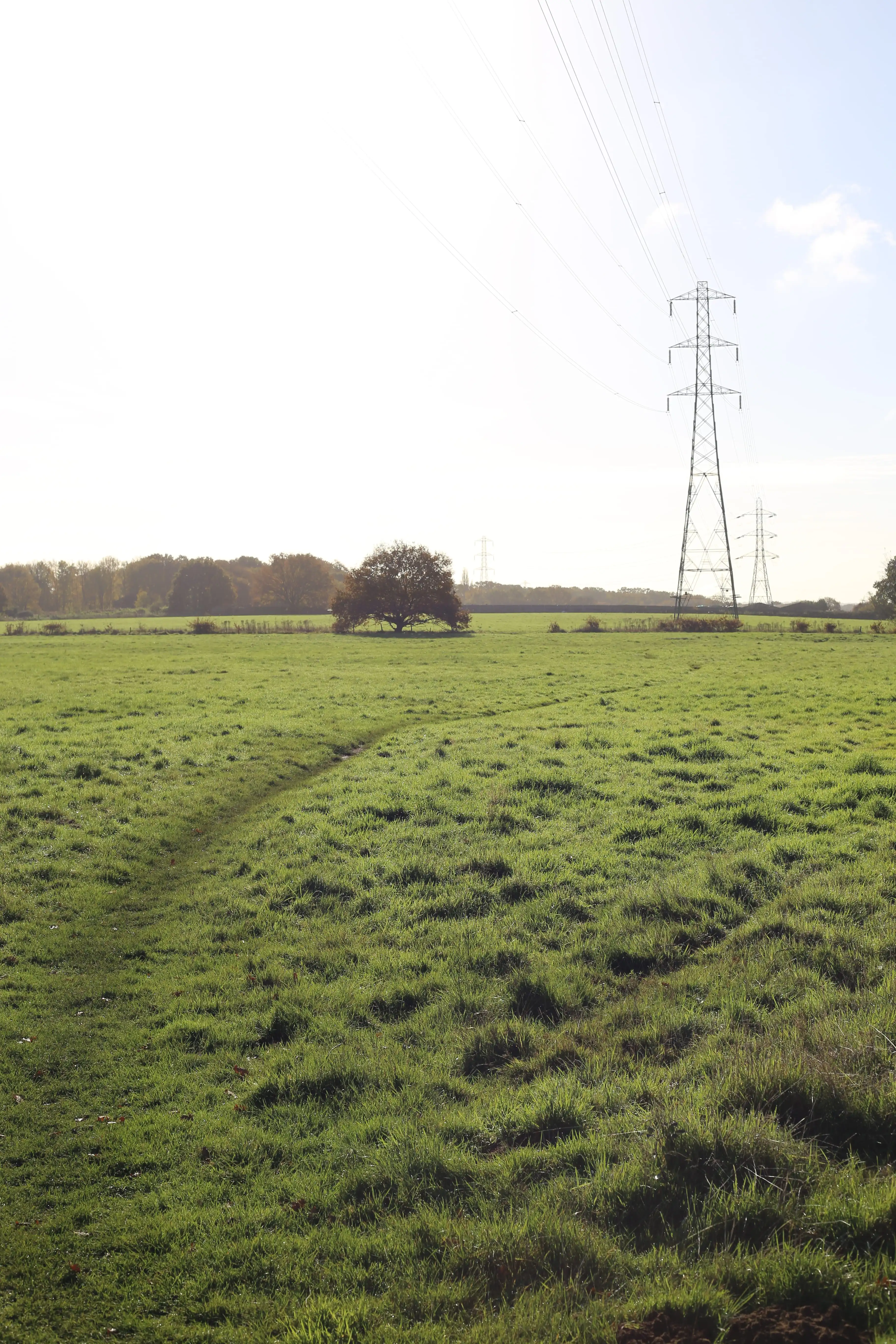 Existing trees and public right of way